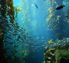 Trovata una foresta sotto il livello del mare risalente al 6000 a.C. - In a Bottle