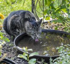 Giornata mondiale degli animali, l’importanza dell’acqua per i pet
