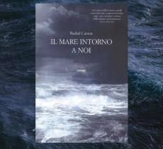 “Il mare intorno a noi”, la biografia del mare della scrittrice ambientalista Rachel Carson - In a Bottle