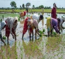 In India gli agricoltori vengono educati con il digitale_alt tag