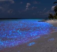 Isola di Vaadhoo: il mare stellato delle Maldive 