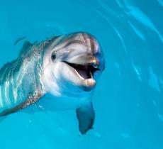 La Toscana ama i delfini: creata un’area per salvaguardare questa specie marina - In a Bottle