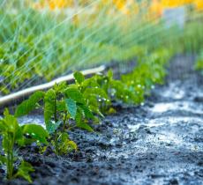 L’acqua in agricoltura: elemento fondamentale da salvaguardare