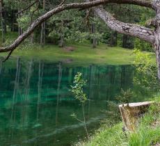 Il Lago verde, storia del bosco sommerso visitabile sott'acqua