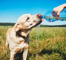 Come e quando idratare i cani in estate - In a Bottle 