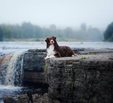 Ora l'inquinamento delle acque lo fiutano i cani