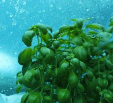 L’orto sott’acqua, la nuova frontiera dell’agricoltura sostenibile
