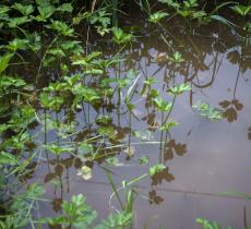 Piante acquatiche e nuovi materiali per l'elettronica flessibile 