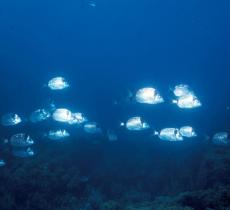 Costiera ligure e Portofino, un’area marina ricca di biodiversità