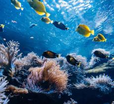 Reefsuites Camere d’Albergo Sottomarine in Australia – In a Bottle