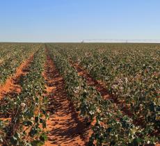 Riduzione Acqua nelle Irrigazioni Tecnologia Cinese – In a Bottle