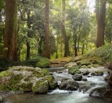 Che cosa sono i servizi ecosistemici?