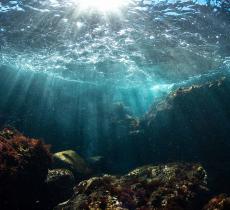 Qual è lo stato di salute degli oceani? - In a Bottle