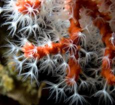 “Riportare la natura nelle nostre vite”, la strategia europea per la biodiversità