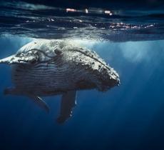 In Norvegia verrà costruito un museo dove poter vedere le balene nuotare libere - In a Bottle