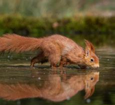 Scoiattolo Vola sull’Acqua in una Foto – In a Bottle