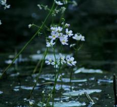 Water Violet, le proprietà del fiore che cresce nell’acqua – In a Bottle