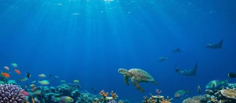Giornata Mondiale degli Oceani 2026 “REIMAGINE” e una nuova visione del mare