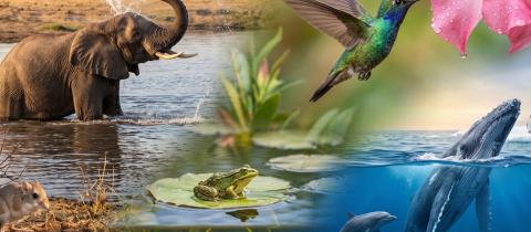Gli animali e l'acqua chi ne ha davvero più bisogno