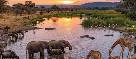 Il ruolo vitale dell'acqua per la fauna perché tutelarla significa difendere la vita