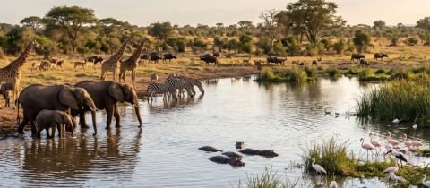 La linfa della savana come laghi e bacini regolano la vita della grande fauna