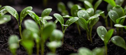 Sustainable gardenings: i giardini sostenibili amici del Pianeta 