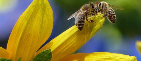 Giornata mondiale delle api: il ruolo degli impollinatori per la biodiversità 