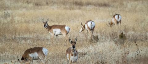 La Giornata Mondiale della Vita Selvatica: quando nasce e qual è il suo scopo