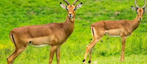 Giornata Mondiale dei Diritti degli Animali, quando la loro voce diventa responsabilità umana