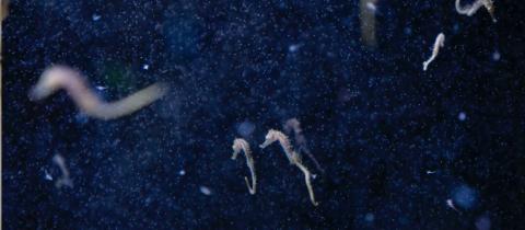 Hotspot Mediterraneo, la prima mostra in Italia che racconta gli effetti del cambiamento climatico sul Mare Nostrum