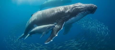 Le balene: custodi da tutelare dell’equilibrio oceanico 