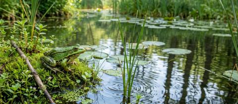 Rane “custodi” dell’acqua cosa raccontano sugli ecosistemi