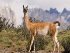 Eco de los Andes, l'acqua emblema delle Ande argentine  