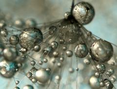 Le gocce di rugiada: gli scatti fotografici di Sharon Johnstone