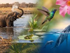 Gli animali e l'acqua chi ne ha davvero più bisogno