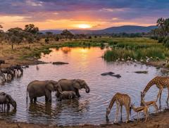 Il ruolo vitale dell'acqua per la fauna perché tutelarla significa difendere la vita