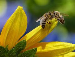 Giornata mondiale delle api: il ruolo degli impollinatori per la biodiversità 