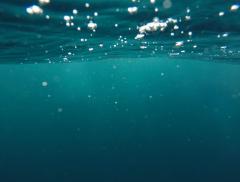 Agenti patogeni ad RNA catturano la CO2 negli oceani