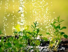 Acqua della pasta per le piante, un vero toccasana