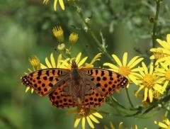 Nature Restoration Law: una legge per la biodiversità