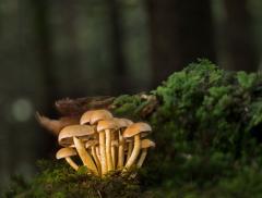 Funga: la startup che utilizza i funghi per ridurre le emissioni di CO2 