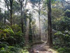 Giornata mondiale delle foreste pluviali, cos’è e perché si celebra