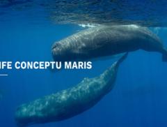 “Life Conceptu Maris” per salvare i giganti del mare