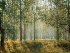 L’importanza delle foreste per la tutela della biodiversità 