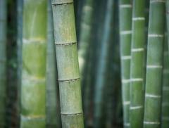 Bambù: la risorsa eco-friendly dai mille usi e benefici