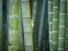 Bambù: la risorsa eco-friendly dai mille usi e benefici