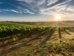 La sostenibilità nel mondo del vino