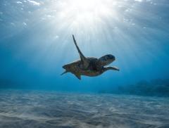 La protezione delle tartarughe marine attraverso la tecnologia 