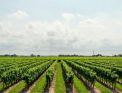 Agricoltura biodinamica: come funzionano le coltivazioni?