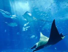 Un quarto delle specie d’acqua dolce sono a rischio estinzione